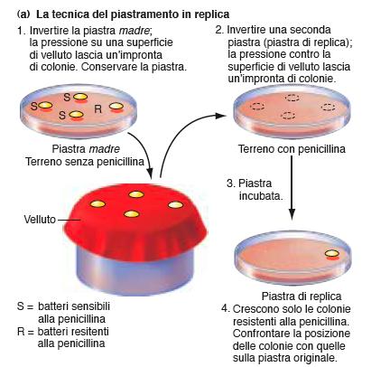 La tecnica del piastramento in replica conferma che l insorgenza