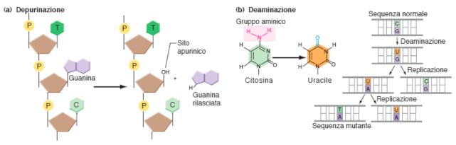 Da che cosa sono causate le mutazioni spontanee? 1. Tautomeria 2. Radiazioni naturali 3. Danno ossidativo 4. Errori di crossing over 5.