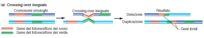 4. Errori del crossing over durante la meiosi 5.