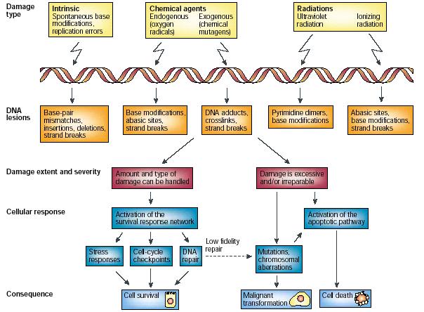 Shiloh, Atm And Related Protein Kinases: Safeguarding Genome Integrity. Nat Rev Cancer. 2003 Mar;3(3):155-68. DOI: 10.