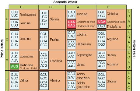 Sostituzione di una base nucleotidica con un altra La sostituzione di una base può avere conseguenze più o meno grandi sul prodotto finale (la proteina specificata da quel gene).