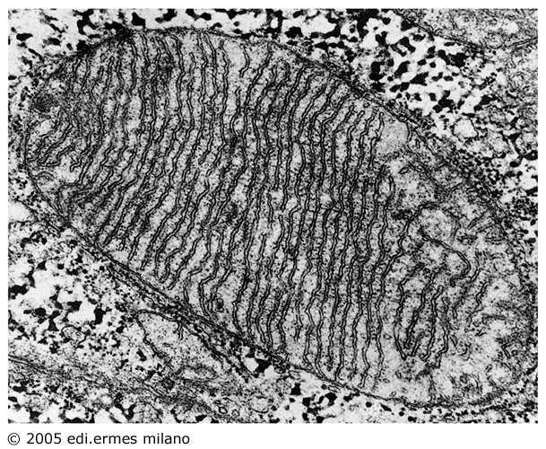Mitocondri Al SEM Mitocondrio con creste