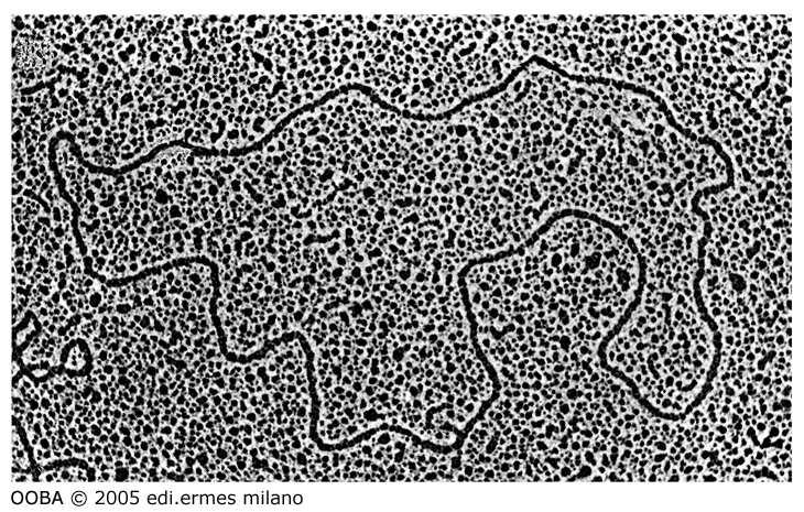 Genoma Mitocondriale I mitocondri posseggono un proprio genoma e un proprio apparato sintetico DNA mitocondriale costituito da diversi anelli circolari (5-10