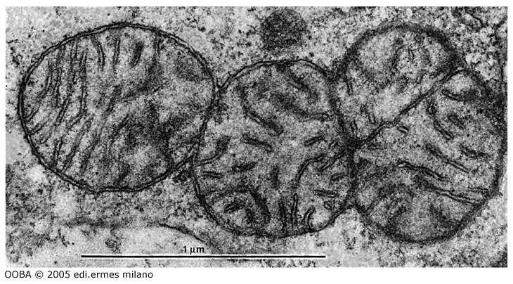 La maggior parte delle proteine mitocondriali è sintetizzata nel citoplasma sotto il controllo del genoma nucleare Mitocondri in Divisione cellule di ratto Al momento della divisione i mitocondri