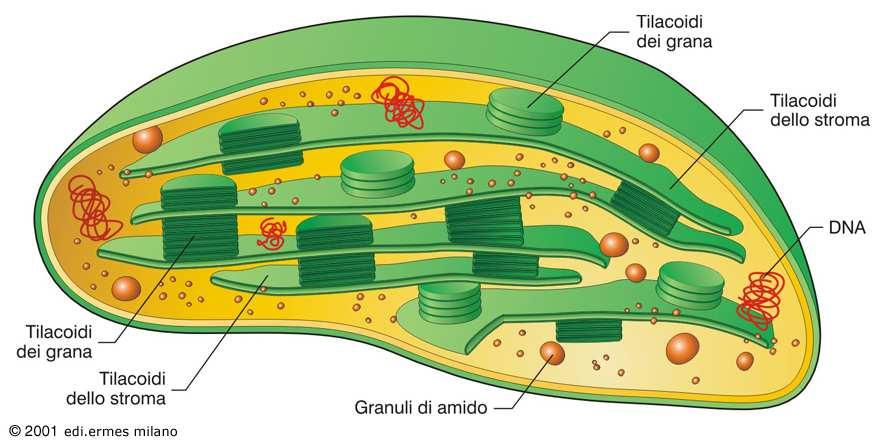 CLOROPLASTI Nelle alghe eucariotiche e nelle piante