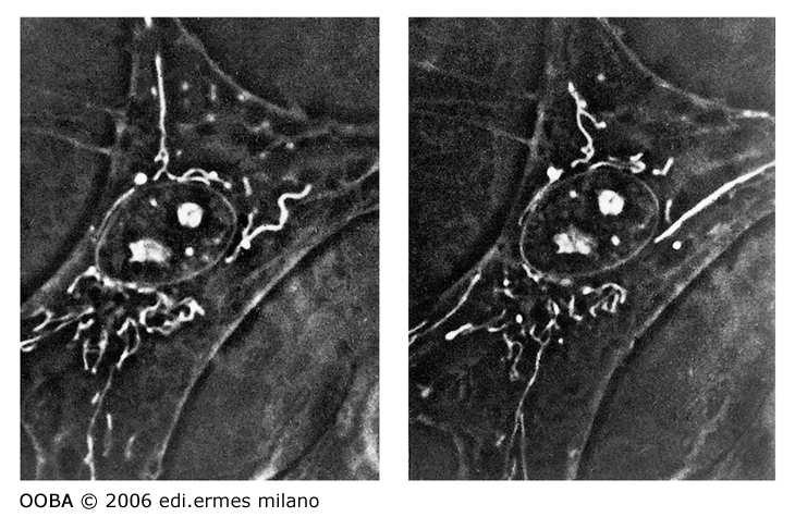 Mitocondri sono Dinamici: passano rapidamente da una forma granulare ad una filamentosa, possono