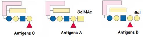 Gli OS delle glicoproteine e dei gangliosidi della