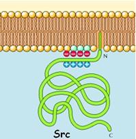 La proteina Src è ancorata mediante un miristoile (C14)