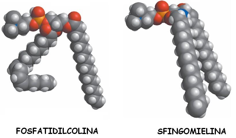 Sono fosfolipidi con conformazione e distribuzione di carica molto simili: