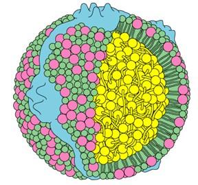 Le lipoproteine plasmatiche sono particelle globulari simili a micelle contenenti un nucleo apolare di