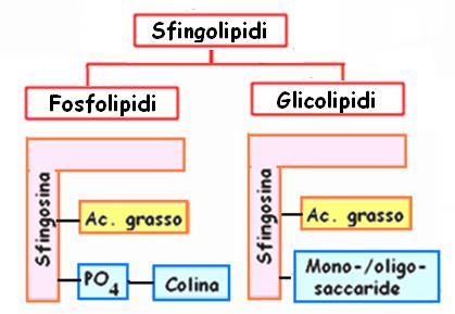 Sono stati identificati almeno 60 tipi diversi di