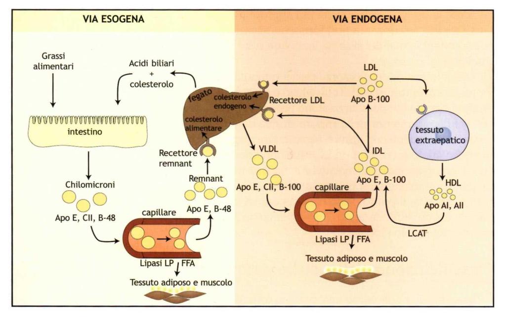 Metabolismo Lipidico Macrofagi E, CII, CIII, esteri