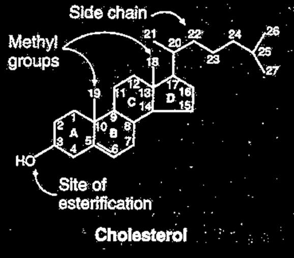 Lipidi Colesterolo: è uno steroide con 27C disposti in una struttura di ciclopentanoperido-fenantrene tetraciclico; è presente in forma libera o