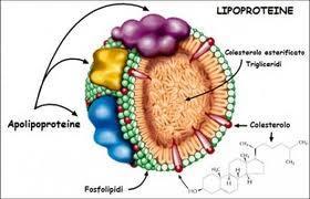 Le Lipoproteine Nucleo Lipidico non Polare Colesterolo esterificato