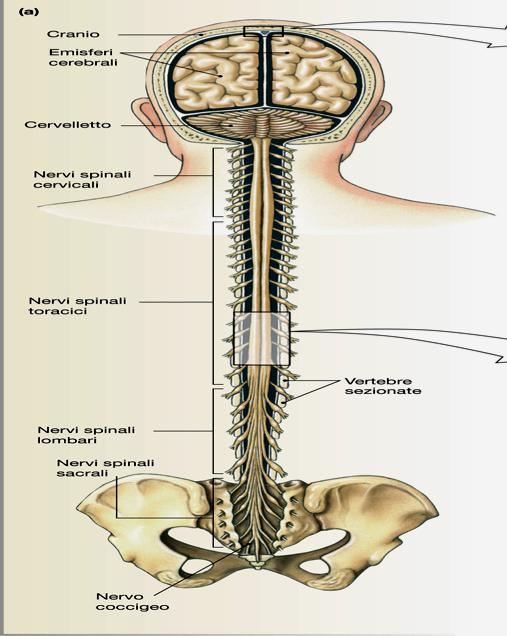 Parti principali del sistema nervoso centrale Elevata cefalizzazione Conservazione