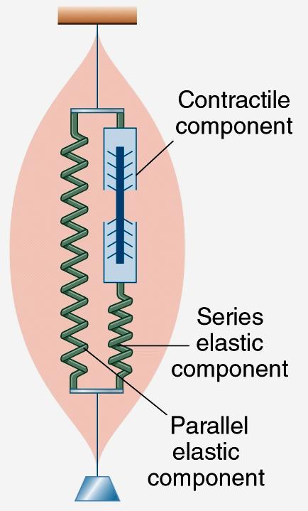 Componenti elastiche in serie e in parallelo Componente contra,le Fibre elastiche presenti nei tendini, nel tessuto connettivo che fissa i muscoli alle ossa,