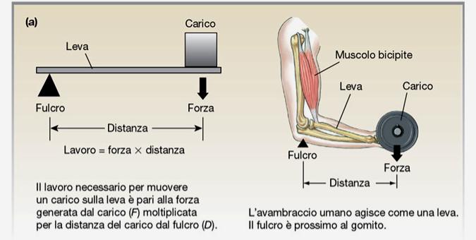 Le ossa e le articolazioni: un sistema
