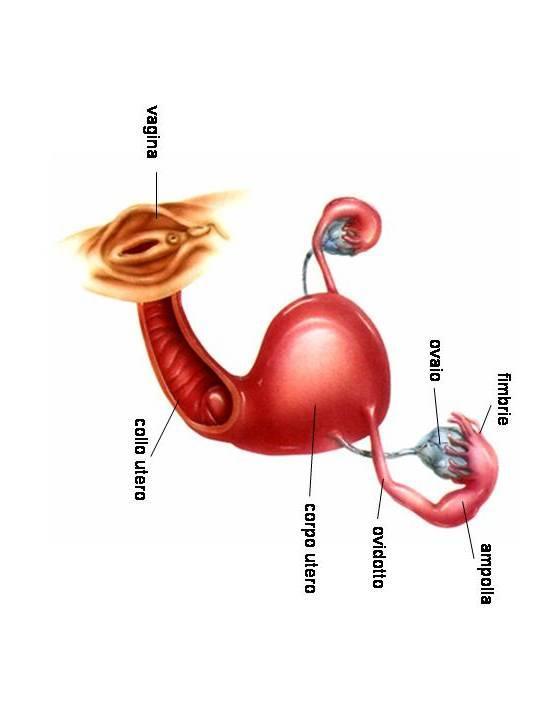 Metodologie di