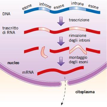 9. La maturazione dell mrna negli eucarioti I geni degli eucarioti hanno una struttura discontinua: hanno regioni codificanti, dette esoni, intervallate da tratti non codificanti, detti introni.