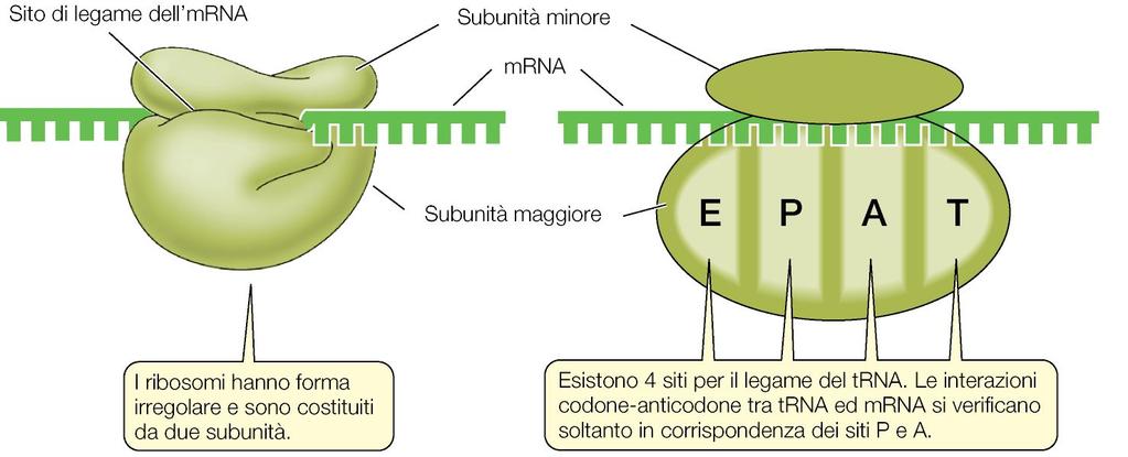 RIBOSOMI