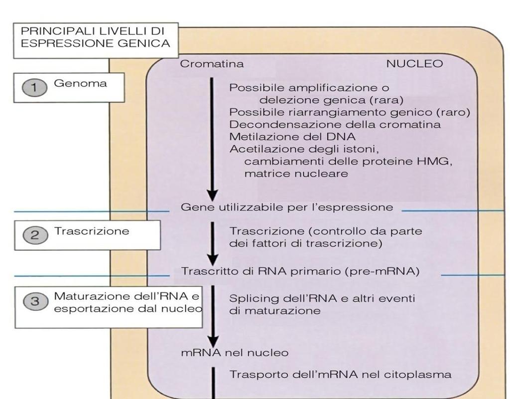 Livelli multipli