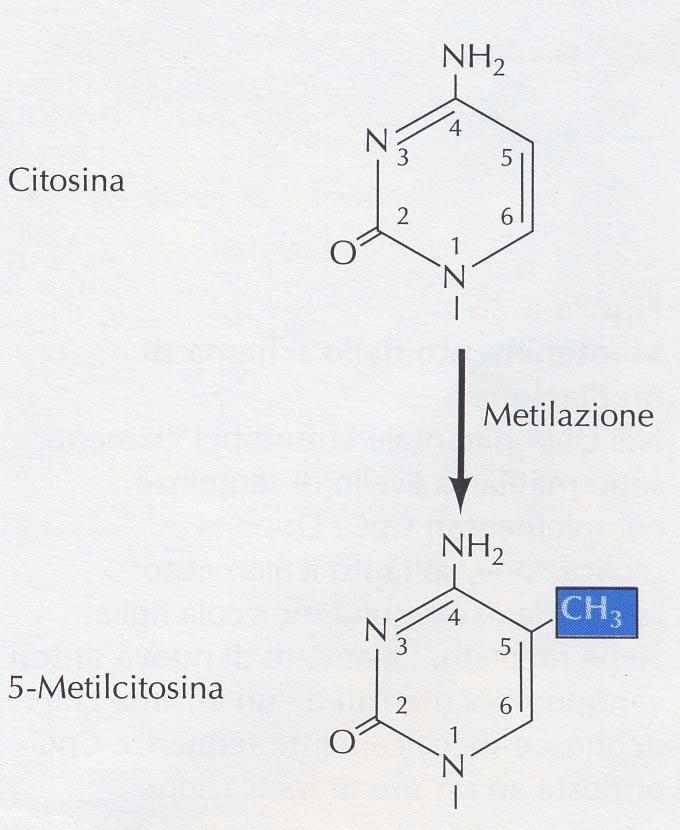La metilazione del DNA Aggiunta di gruppi metile a citosine selezionate che tendono a raggrupparsi in regioni 5 non codificanti e determinano il blocco dell attività genica La metilazione avviene ad