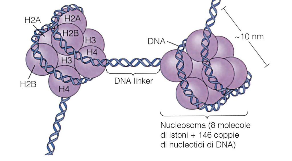 Le proteine del nucleosoma sono chiamate istoni (H), ne esistono 5 tipi: H1, H2A, H2B, H3, H4.