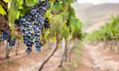 Qui nasce il suo vino, espressione viva e piena di un territorio, di cui riesce a trasmettere le sfumature attraverso un semplice assaggio.