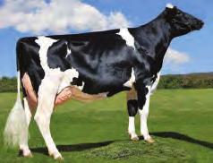 77% 70 LBS PR - DPR 4,0 CDCB 12/18 0 Dtrs 0 Herds Rel. 79% Milk 1453 Lbs. GTPI 2842 Protein 70 Lbs. 0,09 % NM$ 916 Fat 79 Lbs.