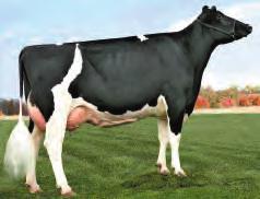 75% MORFOLOGIA E PRODUZIONE CDCB 12/18 0 Dtrs 0 Herds Rel. 77% Milk 1453 Lbs. GTPI 2717 Protein 58 Lbs. 0,05 % NM$ 850 Fat 112 Lbs.