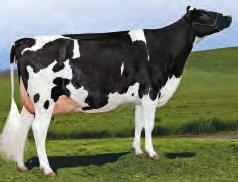 78% GENETICA SUPERIORE CDCB 12/18 0 Dtrs 0 Herds Rel. 79% Milk 1971 Lbs. GTPI 2787 Protein 76 Lbs. 0,06 % NM$ 920 Fat 92 Lbs.