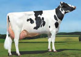 VG-85 ETÀ GG LBS %GR %PR 2-03 329 23970 4.4 3.2 CDCB 12/18 DPR 4,2 0 Dtrs 0 Herds Rel. 80% Milk 398 Lbs. GTPI 2442 Protein 25 Lbs. 0,05 % NM$ 645 Fat 47 Lbs.
