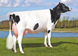 80% Milk 1757 Lbs. GTPI 2686 Protein 68 Lbs. 0,05 % NM$ 824 Fat 94 Lbs. 0,10 % CM$ 854 Kappa Caseina AB GPFT 3341 Beta Caseina A2/A2 IES 1057 CDCB 12/18 0 Dtrs 0 Herds Rel.