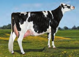 83% Milk 1823 Lbs. GTPI 2751 Protein 56 Lbs. 0,00 % NM$ 913 Fat 101 Lbs. 0,11 % CM$ 924 Kappa Caseina BE GPFT 3314 Beta Caseina A1/A2 IES 1044 CDCB 12/18 0 Dtrs 0 Herds Rel.