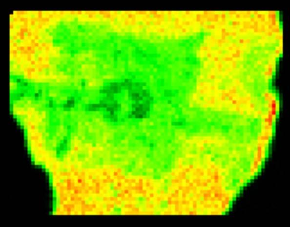 composizione di tre pigmenti e del fondo bianco: il bruno e il giallo