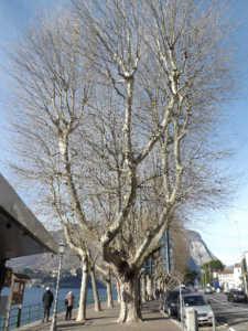 Buizza: Salviamo gli alberi più significativi del lungolago 1 Ci scrive l agronomo Giorgio Buizza, ex consigliere del PD Protagonista di altre battaglie a difesa degli alberi del capoluogo LECCO