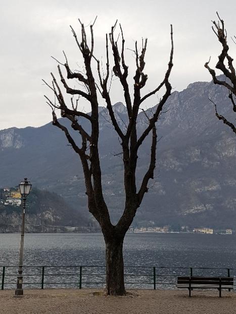 Buizza: Salviamo gli alberi più significativi del lungolago 3 Gli ippocastani sono sostanzialmente diversi dai platani che, a loro volta, sono diversi dai tigli eppure sembra che le regole di