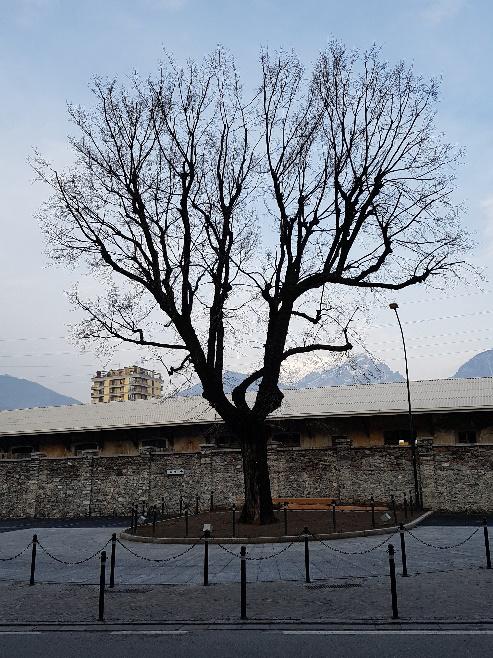 Buizza: Salviamo gli alberi più significativi del lungolago 4 eseguita, non da un marziano, ma per conto del Comune: l olmo di Via Sassi, quello che avrebbe dovuto finire nella grande stufa come