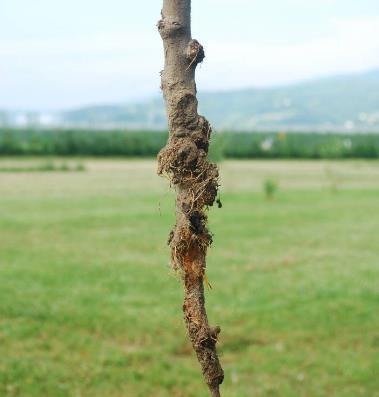 Lotta alle arvicole Le misure preventive elencate di seguito rappresentano gli unici accorgimenti da mettere in campo al fine di contenere la presenza delle arvicole: Mantenere in autunno il sotto