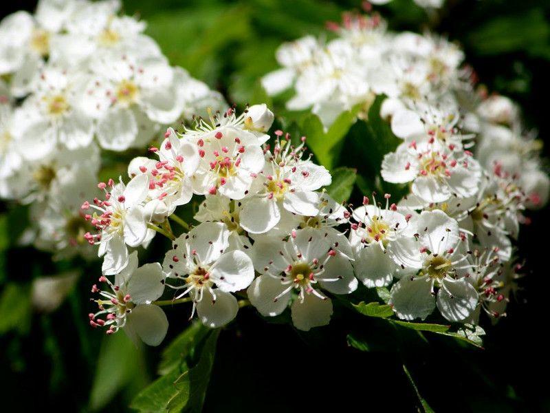 l Biancospino comune dal nome scientifico Crataegus Monogjna appartiene alla famiglia delle rosacee. È un arbusto molto ramificato, dotato di spine. L altezza va da 50 cm a 6 m.
