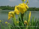 ASPETTO L'iris d'acqua dolce in greco significa arcobaleno ha i fiori gialli vivace o azzurro-viola. La sua altezza va da un metro a un metro e mezzo.