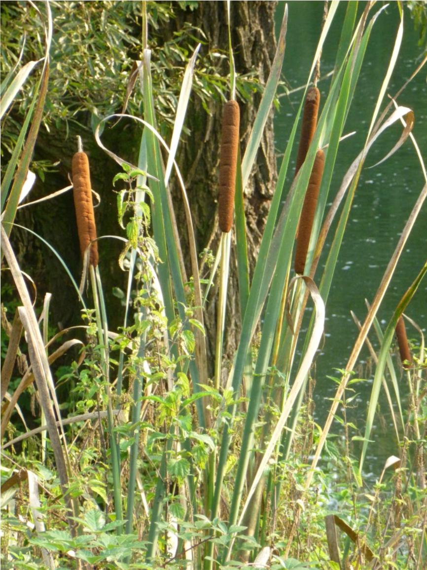 In Italia è molto comune nelle paludi, infatti cresce bene in ambienti umidi. Cresce nelle zone temperate ed è una pianta ornamentale, erbacea che proviene dall'asia.