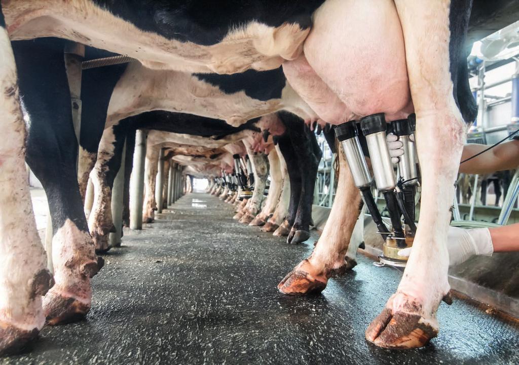 Area Lavoro Focus Negli allevamenti di bovini da latte, ingenti perdite sono connesse al rischio di diffusione della mastite batterica tra i capi.