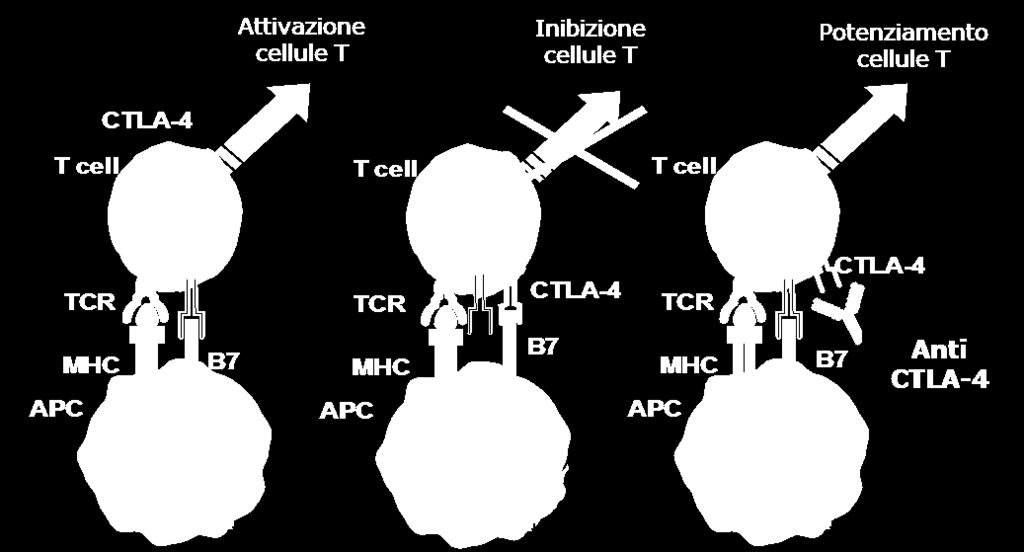 Gli immunoterapici agiscono inibendo i meccanismi attivati dalle cellule di melanoma per bloccare il sistema immune.