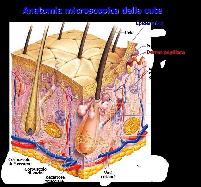 MELANOMA: COSA E? www.ailesburyclinic.ie iride e capelli.