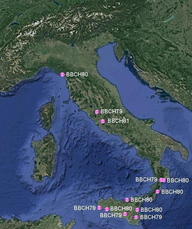 Olivo - Olive CARTA DEI RILIEVI Olea europaea L. Questa settimana abbiamo ricevuto 12 osservazioni per Olea.