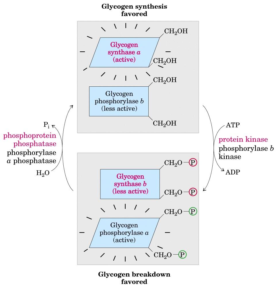 Favorita la sintesi del glicogeno Glicogeno Sintasi a (attiva) Glicogeno Fosforilasi b (meno attiva) fosfoproteina fosfatasi Fosforilasi a