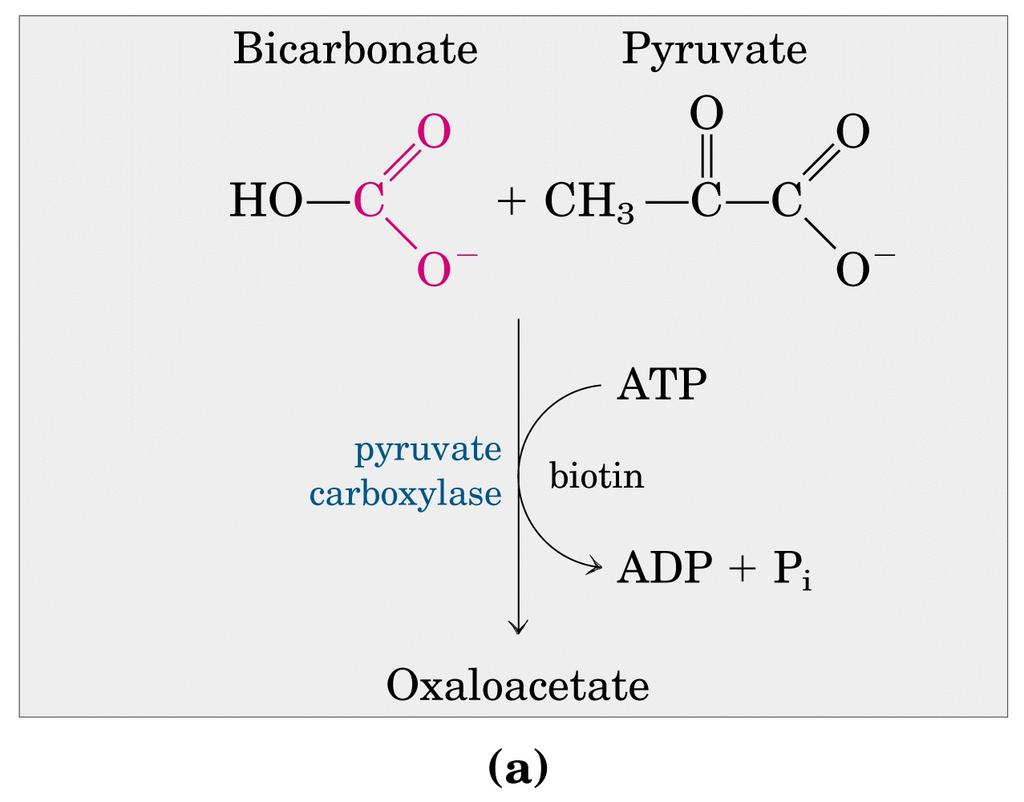 mitocondri Bicarbonato Piruvato