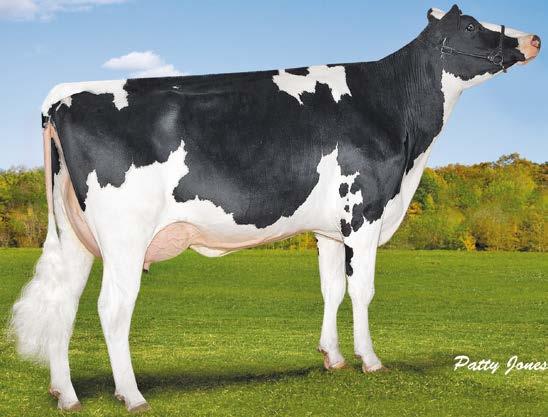 BOASTFUL Supersire Man-O-Man Baxter Robust Planet O-Man Aaron Blitz Mtoto Madre di Boastful: Marbri Oman Oman Bea VG-85 SEQUENZA UNICA PER UN GRANDE PADRE DI TORI PL 5,9 DPR 2,7 ß-LATTOGLOBULINA 827