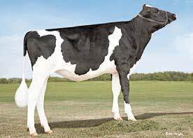 Service Sire Calving Ease 8,1% 98% 2220 Daughter Calving Ease 6,7% 65% 4 Service Sire Stillbirth 7,2% 93% 1752 Daughter Stillbirth 5,0% 59% 4 Daughter Pregnancy Rate 1,6 71% 0 Heifer Conception Rate